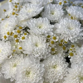 Дуо-букет хризантем Baltica и матрикарии L