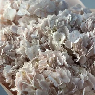 Букет из 5 розовых гортензий