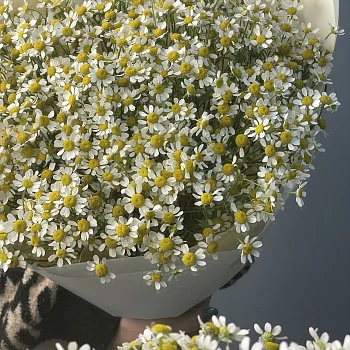 Букет ромашек L