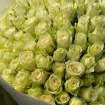 Букет из 101 белой розы 50см (Кения)