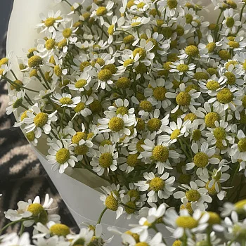 Букет ромашек S