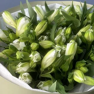 Букет из 9 белых альстромерий