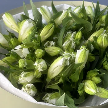 Букет из 11 белых альстромерий