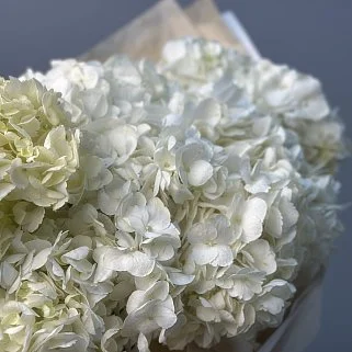 Букет из 7 белых гортензий