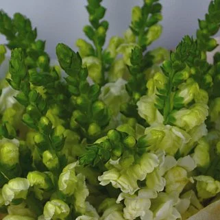 Букет из 21 антирринума