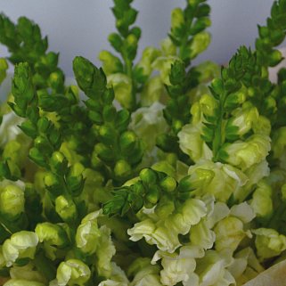 Букет из 21 антирринума