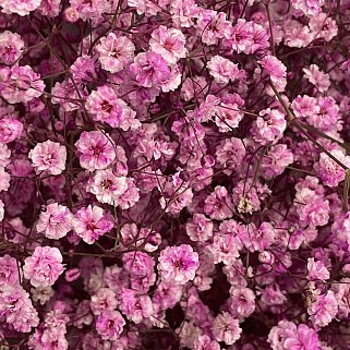 Букет из 15 веточек розовой гипсофилы