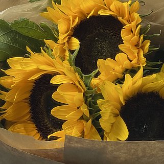 Солнечный букет из 3 подсолнухов