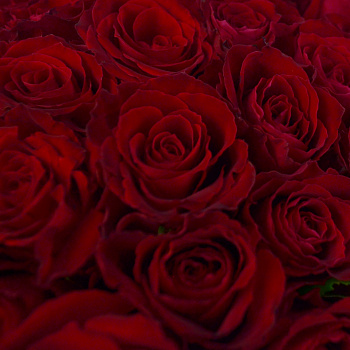 Букет в шляпной коробке из 35 красных роз (Кения)