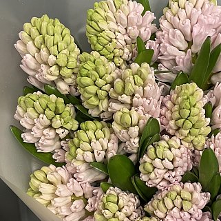 Букет из 25 розовых гиацинтов