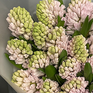 Букет из 25 розовых гиацинтов