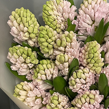 Букет из 25 розовых гиацинтов