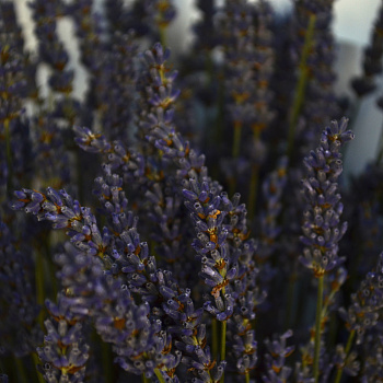 Букет лаванды L
