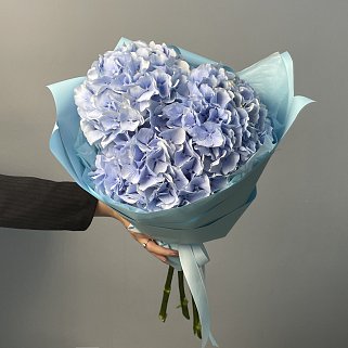 Букет из 3 голубых гортензий