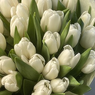Букет из 35 белых тюльпанов
