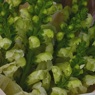 Букет из 11 антирринумов