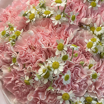 Розовый дуо-букет гвоздик и матрикарий M