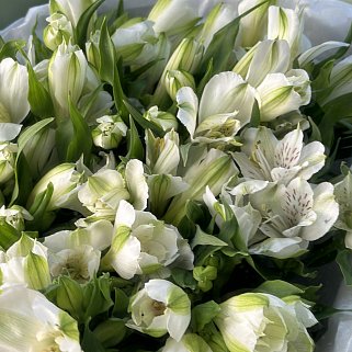 Букет из 15 белых альстромерий