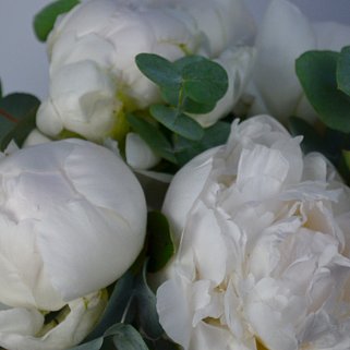 Букет в шляпной коробке из 9 белых пионов