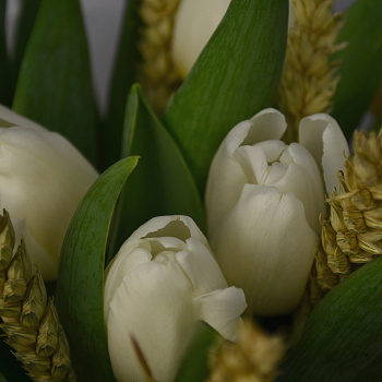 Букет в шляпной коробке из 15 белых тюльпанов с колосками