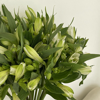 Интерьерный букет из 7 белых альстромерий