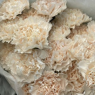 Букет из 25 персиковых гвоздик