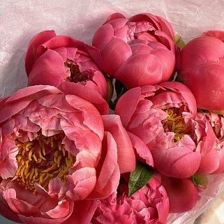 Букет из 7 пионов Coral Sunset