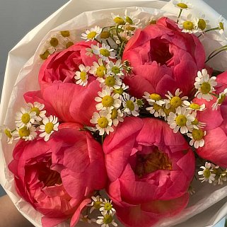 Букет из 5 пионов Coral Sunset и матрикарии