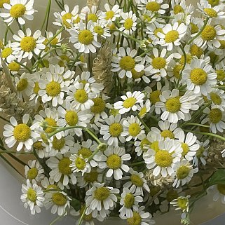 Букет ромашек XS