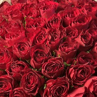 Букет из 101 красной розы 50см (Кения)