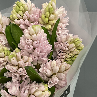 Букет из 15 розовых гиацинтов