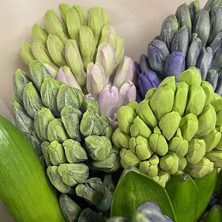 Букет из 7 гиацинтов (микс)