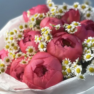 Букет из 11 пионов Coral Sunset и матрикарии