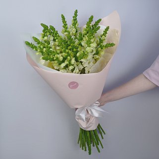 Букет из 21 антирринума