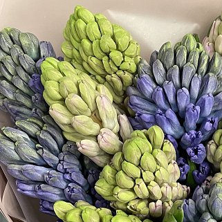 Букет из 15 гиацинтов (микс)