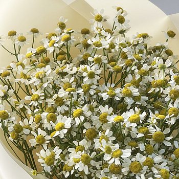 Букет ромашек M