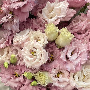 Букет из 21 розовой эустомы