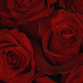 Букет из 51 красной розы 50см