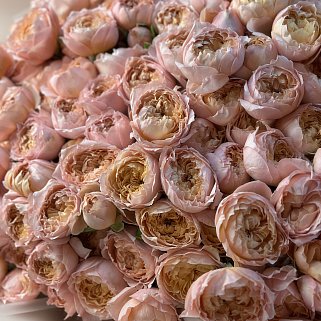 Букет из 35 кустовых пионовидных роз Juliet