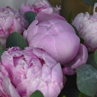 Букет в шляпной коробке из 11 пионов