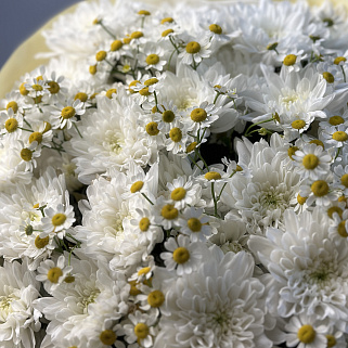 Дуо-букет хризантем Baltica и матрикарии M