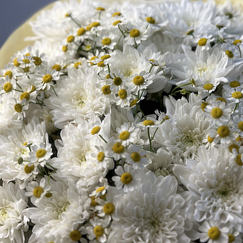 Дуо-букет хризантем Baltica и матрикарии M