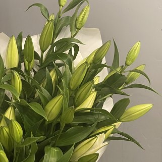 Букет из 15 белых лилий