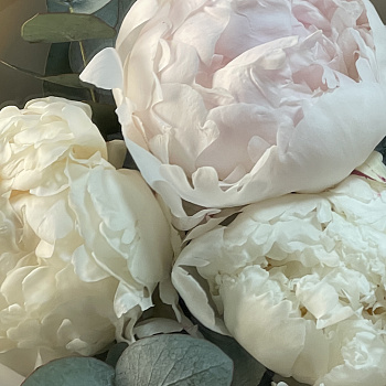 Букет из 3 белых пионов и эвкалипта