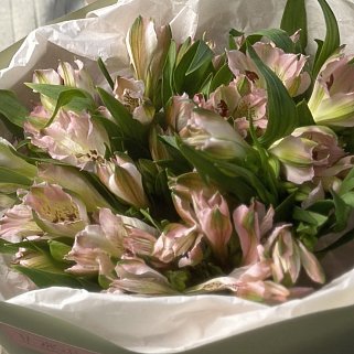 Букет из 7 розовых альстромерий