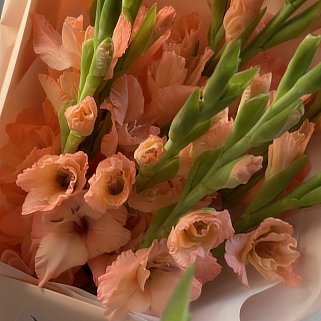 Букет из 9 персиковых гладиолусов
