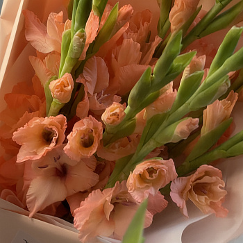 Букет из 9 персиковых гладиолусов