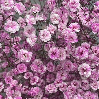 Букет из 9 веточек розовой гипсофилы