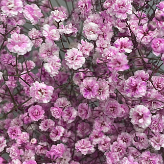 Букет из 9 веточек розовой гипсофилы