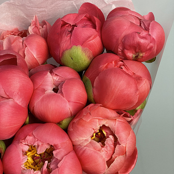 Букет из 11 пионов Coral Sunset